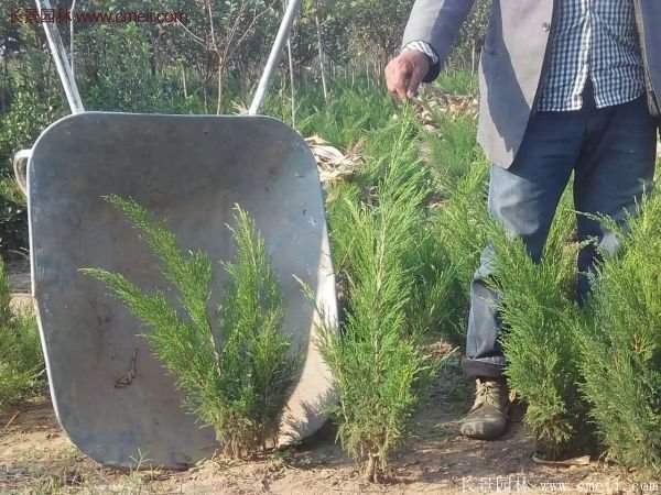 沭陽沙地柏 沭陽沙地柏