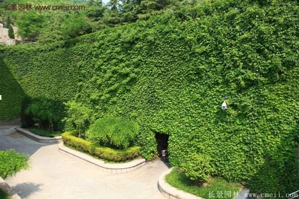 爬山虎都能種植在哪些地方？