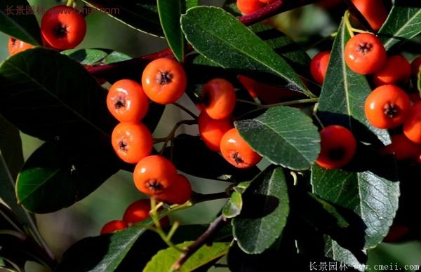 沭陽(yáng)火棘綠化