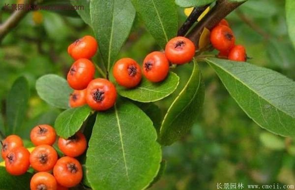 沭陽(yáng)火棘苗、火棘球