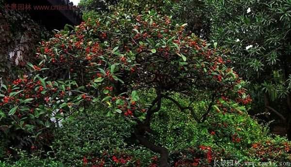 沭陽(yáng)火棘苗、火棘球