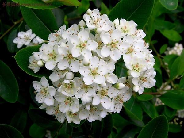 火棘基地 火棘基地