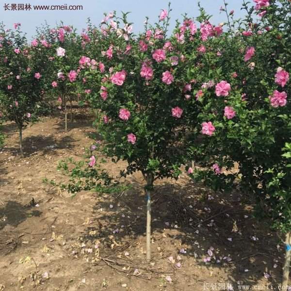 木槿樹
