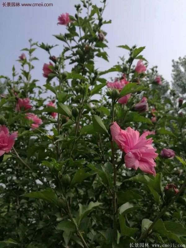 木槿花苗