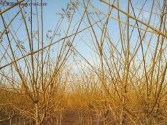 江蘇地區黃金槐價格參考！