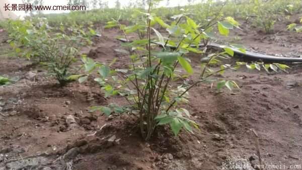 沭陽(yáng)紅葉衛(wèi)矛 沭陽(yáng)紅葉衛(wèi)矛