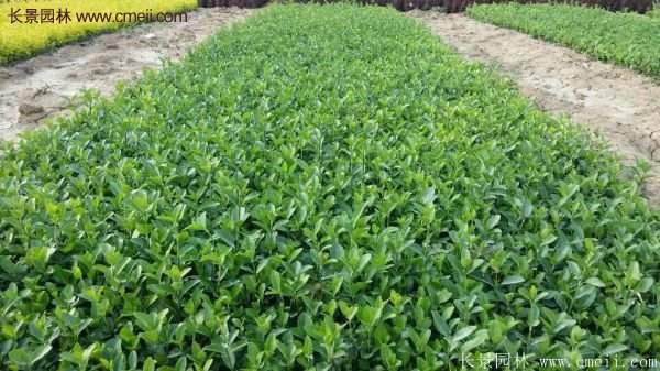 沭陽衛(wèi)矛球現(xiàn)場圖片 沭陽衛(wèi)矛球現(xiàn)場圖片