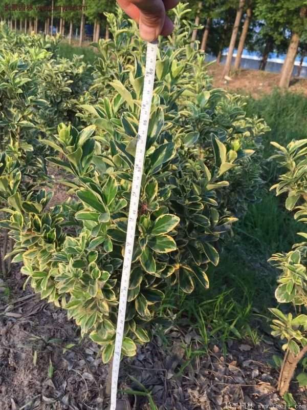 沭陽(yáng)金邊黃楊規(guī)格 沭陽(yáng)金邊黃楊規(guī)格