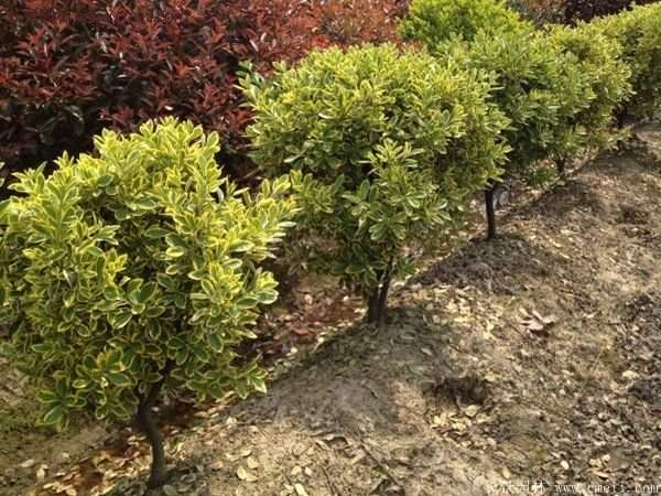 沭陽(yáng)金邊黃楊規(guī)格 沭陽(yáng)金邊黃楊規(guī)格