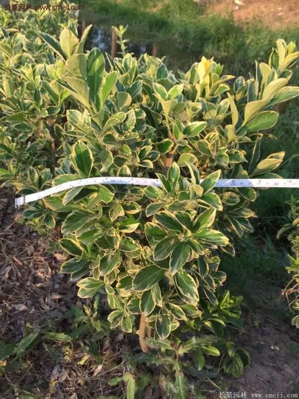 沭陽(yáng)金邊黃楊規(guī)格 沭陽(yáng)金邊黃楊規(guī)格