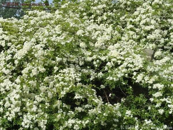 便宜的多花薔薇去哪買？