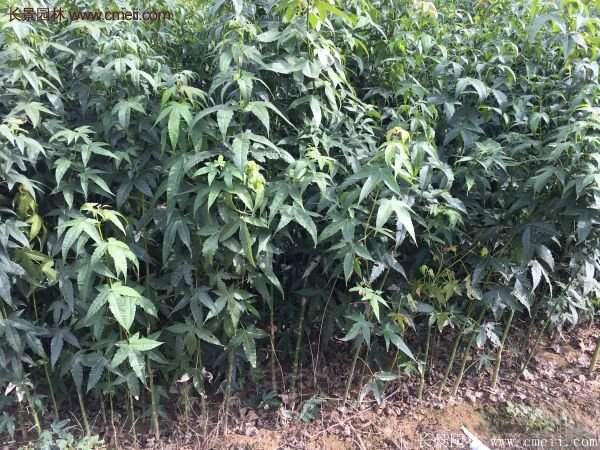 青楓樹苗產地都有哪些地方？
