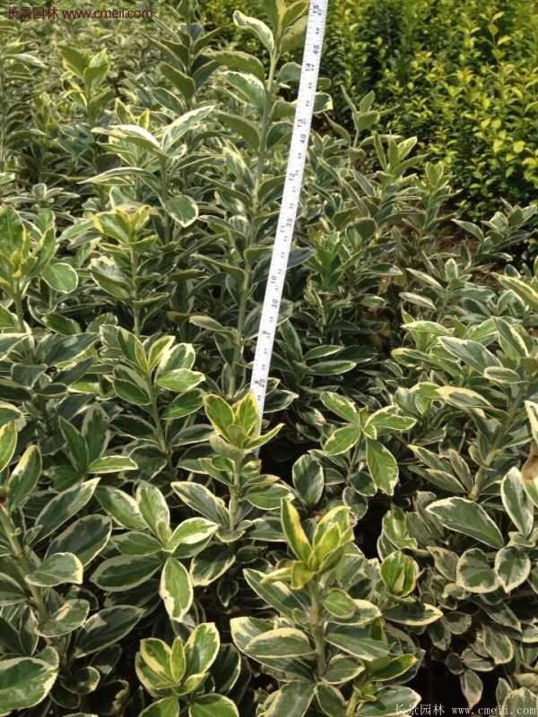 沭陽金邊黃楊價格 沭陽金邊黃楊價格