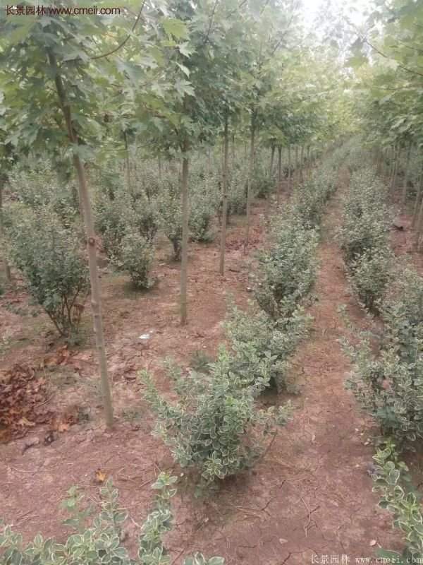 沭陽35-50公分的金邊黃楊 沭陽35-50公分的金邊黃楊