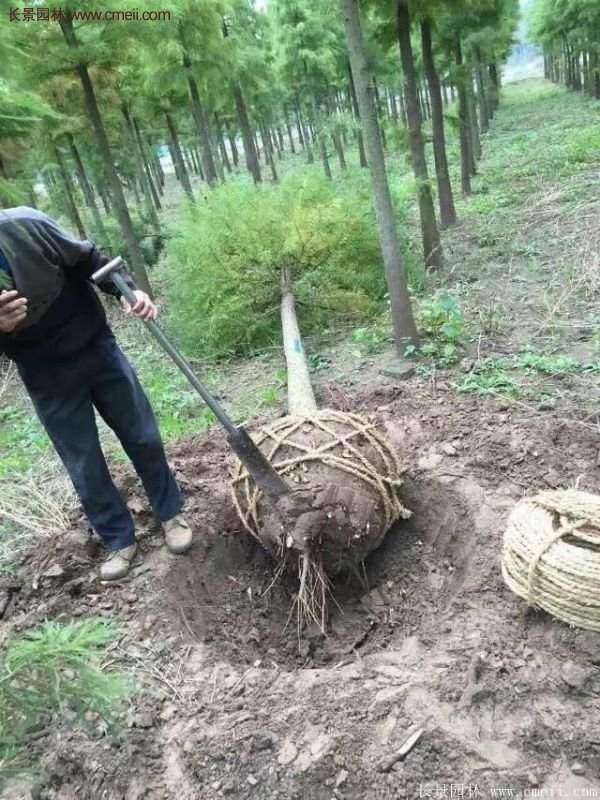 水杉樹種植技術