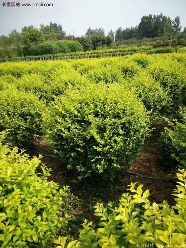 金葉女貞苗、金葉女貞球