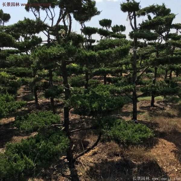 龍柏造型樹(shù)