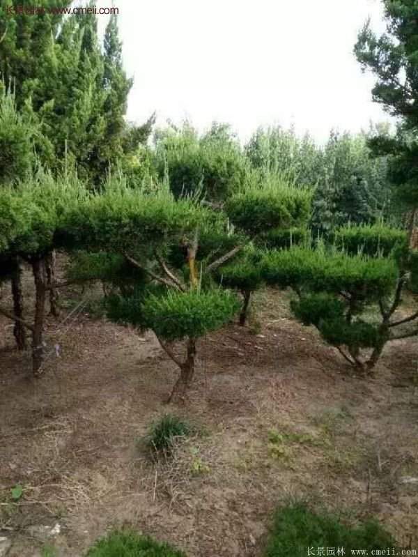 龍柏造型樹(shù)