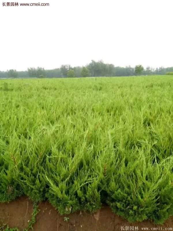 80公分高度的龍柏，主要用來作綠籬、色塊