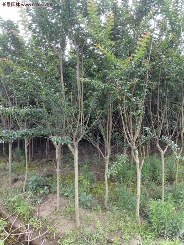 紫薇樹多少錢一棵？