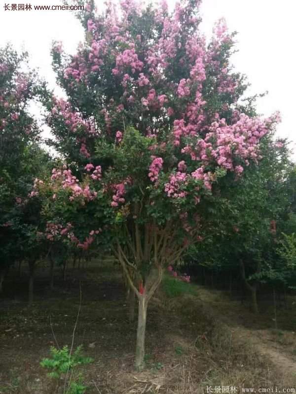 紫薇樹多少錢一棵？