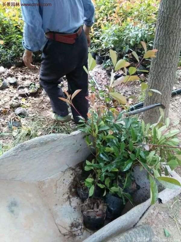 紅葉石楠的養(yǎng)護(hù)方法 紅葉石楠的養(yǎng)護(hù)方法