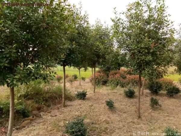 沭陽基地的紅葉石楠球、高桿紅葉石楠