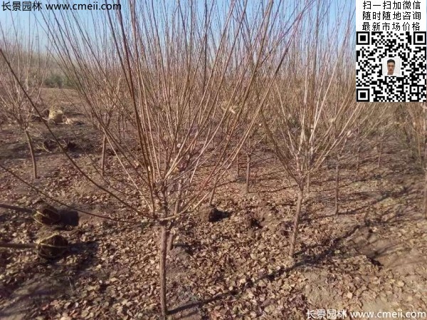 地徑5-7公分紅梅，數量7000棵左右