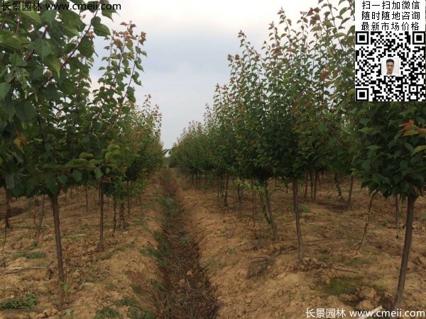 地徑5-7公分紅梅，數量7000棵左右