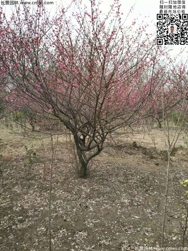 地徑5-7公分紅梅，數量7000棵左右