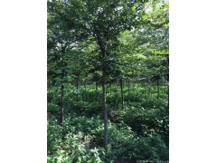 較大的櫸樹產地，產量百分之二十以上