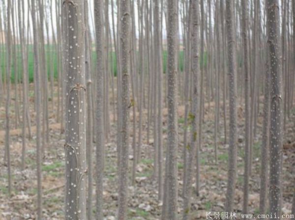 便宜的楊樹苗哪里有賣？