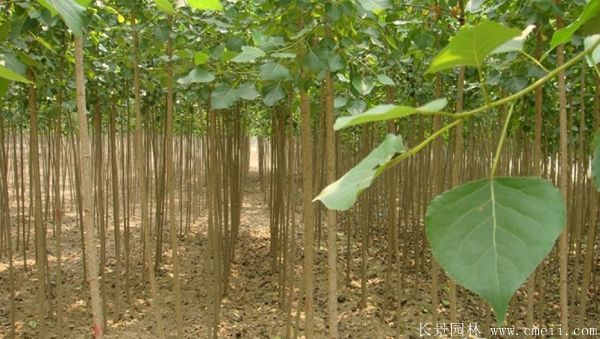 便宜的楊樹苗哪里有賣？