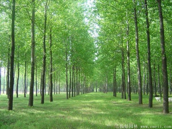 便宜的楊樹苗哪里有賣？