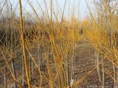 3公分黃金槐什么價格?哪里有賣的？