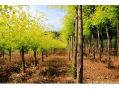 黃金槐10公分多少價格？