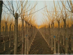 黃金槐10公分的價格，長景園林低價供應