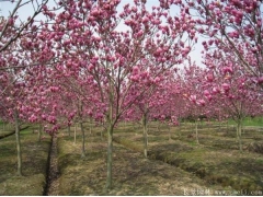 10公分紫玉蘭多少錢一棵？