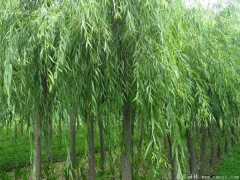 垂柳多少錢一棵？