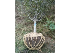 哪里的垂絲海棠苗價格比較低？