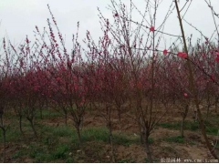 6公分紅葉碧桃多少錢一棵？