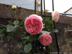 歐月