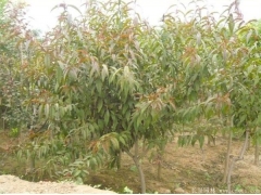 哪里有碧桃樹出售，最常用的規格多少錢一棵能