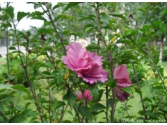 常用的小木槿價格多少錢一棵，買木槿點這里