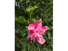 供應4公分木槿，數量有30萬棵