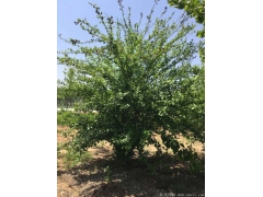 正宗紅花木槿，1~8公分規格齊全，分枝多冠幅大