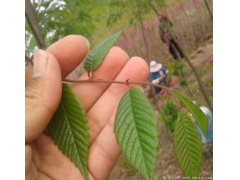 櫸樹生長速度快嗎？