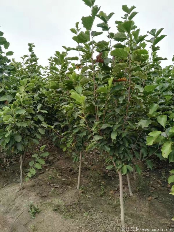 紫玉蘭圖片紫玉蘭基地實拍