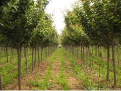 綠化苗木櫻花去哪里購買？