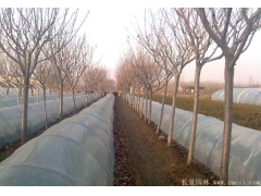 櫻花多少錢一棵？